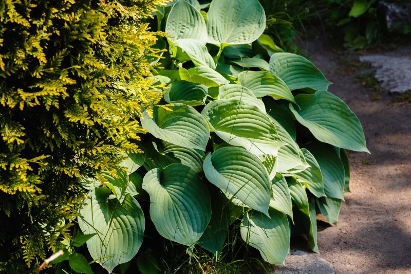 front yard landscaping ideas around tree roots
