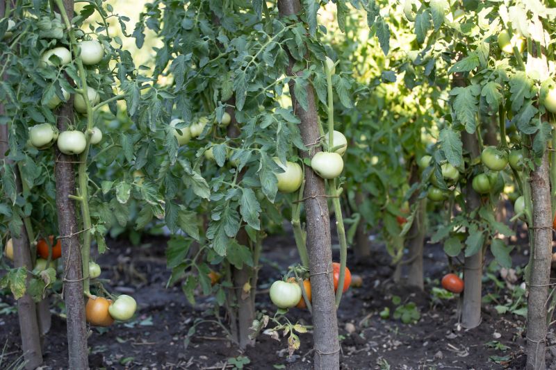 black prince tomato