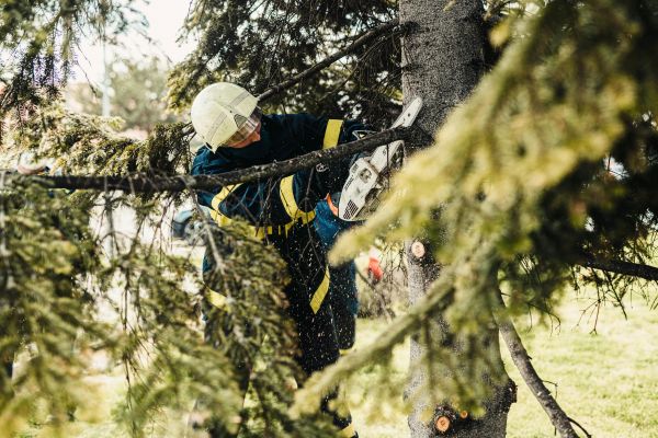 How Trusted Tree Service Providers Support Safer and Smarter Home Improvement