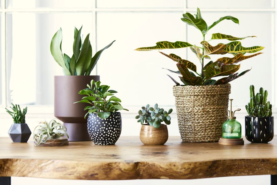 Fake Plants vs Real Plants: Which Option Suits Your Lifestyle?