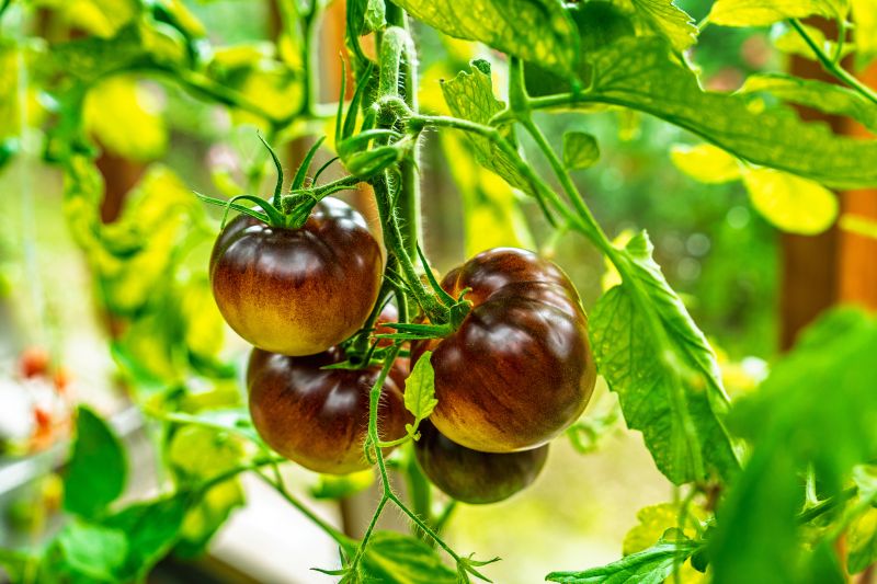 The Black Prince Tomato Plant Guide Every Home Gardener Needs